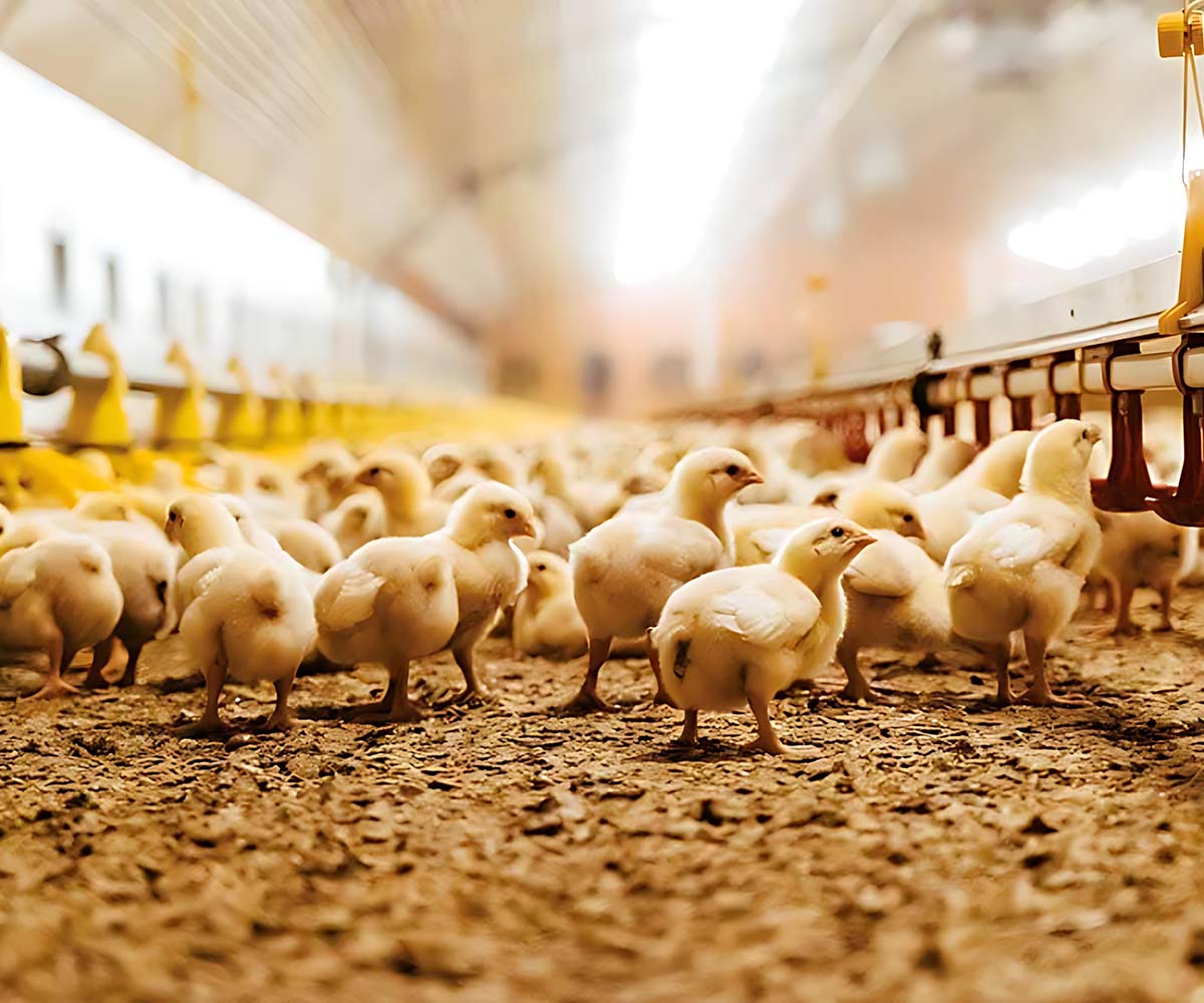 Poultry Industry Website Design Dubai Poultry Industry Website Design Dubai