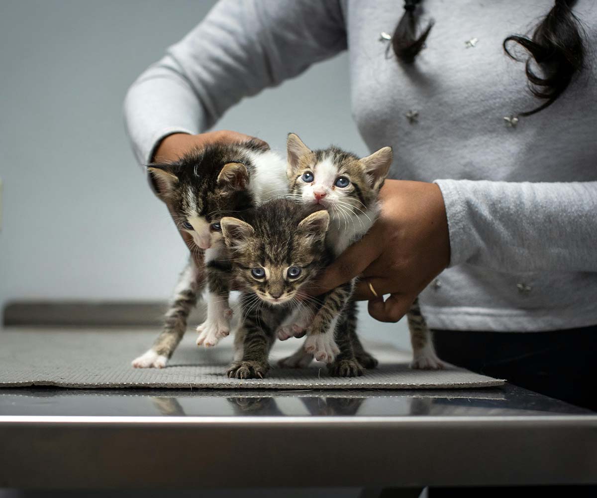 Veterinary Hospital SEO Dubai Veterinary Hospital SEO Dubai