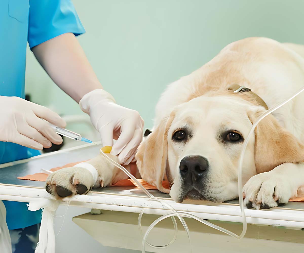Pet Hospital SEO Dubai Pet Hospital SEO Dubai